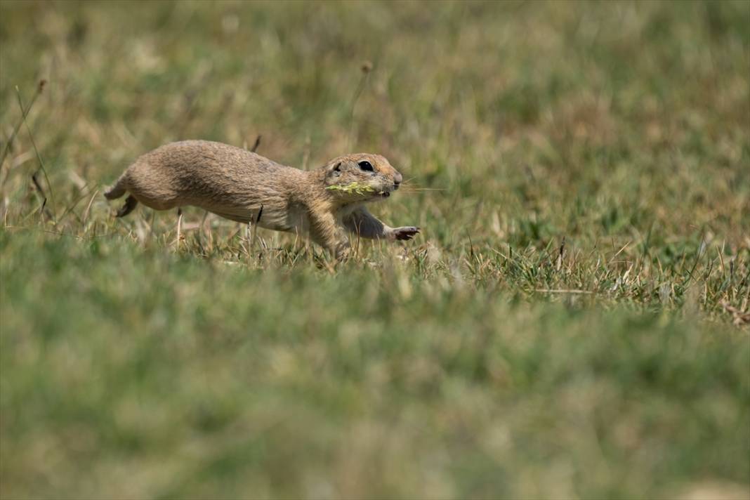 Toprağın verimliliğine katkı sağlayan gelengiler ortaya çıktı 3